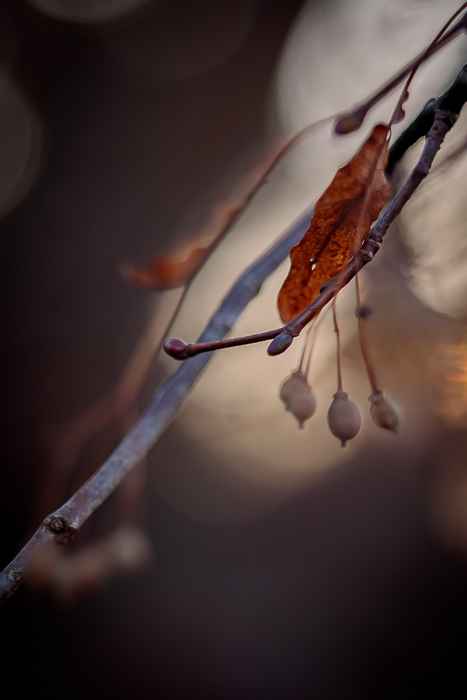 Mindful nature wall art for a contemplative interior
