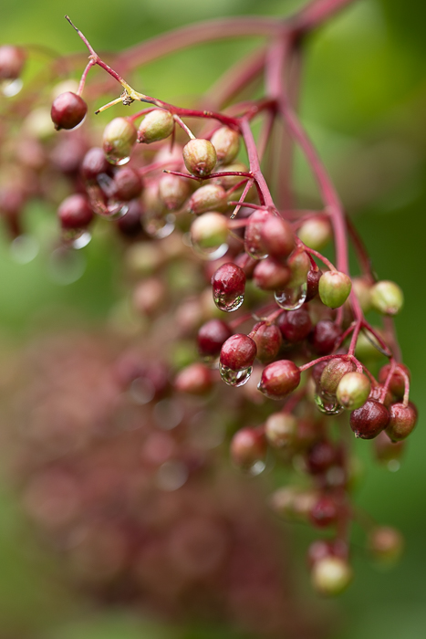 ine art nature photography celebrating simplicity and observation