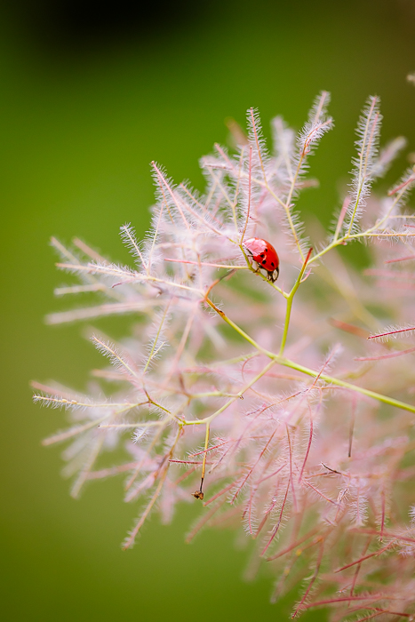 Botanical photography focused on organic shape and natural light