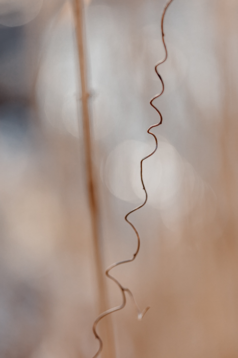 Abstract nature fine art print inspired by light and texture