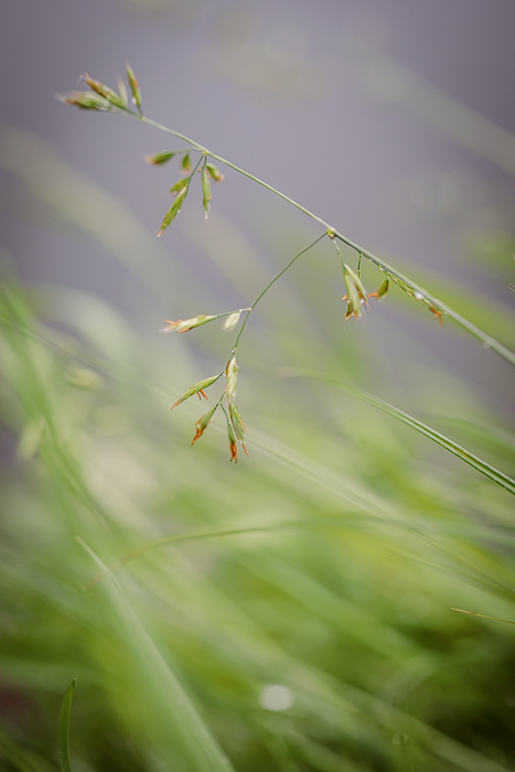 Abstract botanical fine art photography inspired by natural patterns