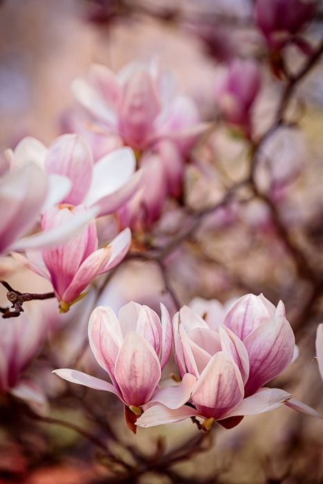 Mindful art photography celebrating the beauty of small details