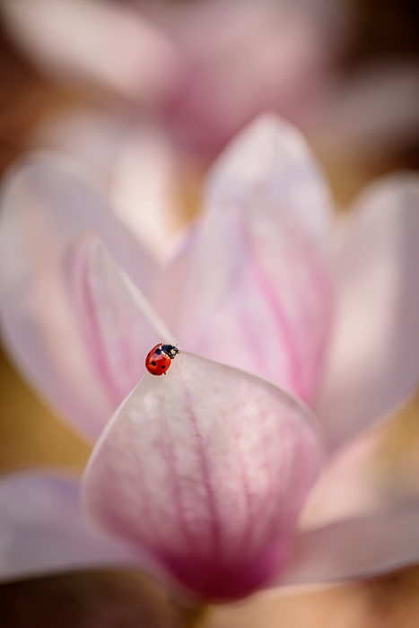 Fine art photography exploring the connection between inner and outer nature