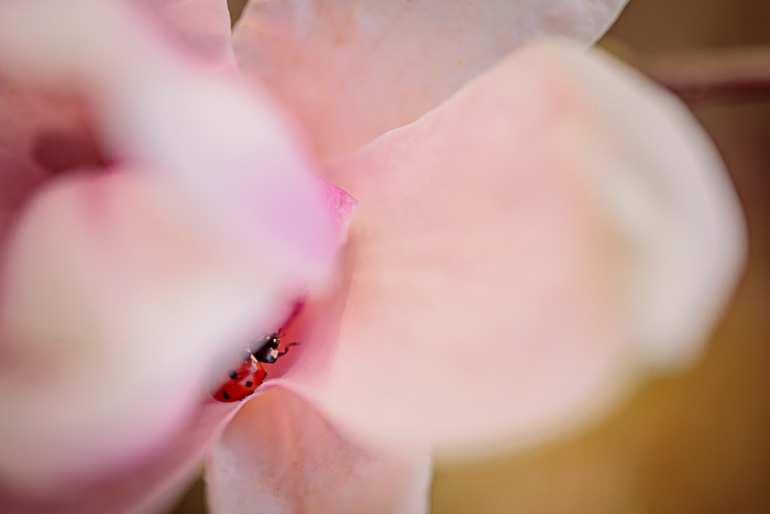 Minimalist nature photography with an atmospheric composition