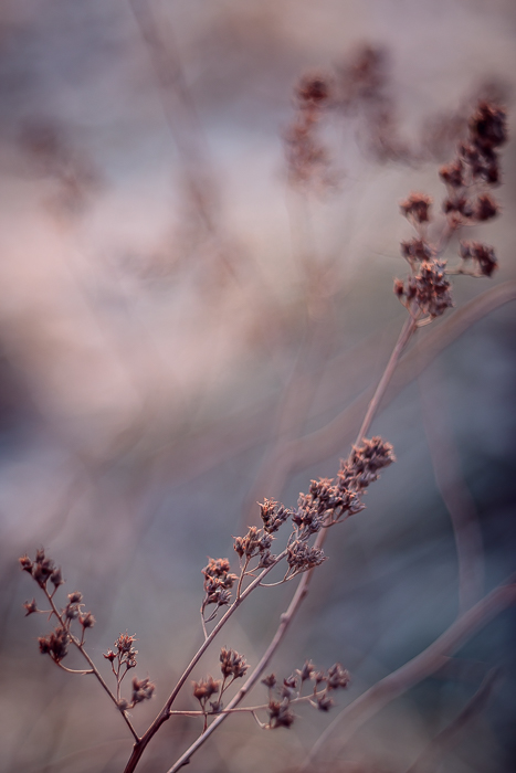 Fine art nature photography with subtle light and texture