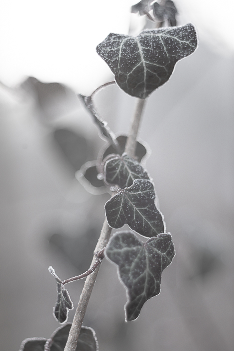 Abstract nature wall art with delicate organic textures