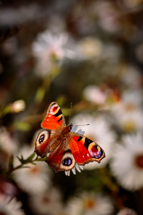 Nature photography inspired by slow living and mindful observation