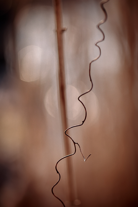 Abstract botanical photography exploring the beauty of natural forms