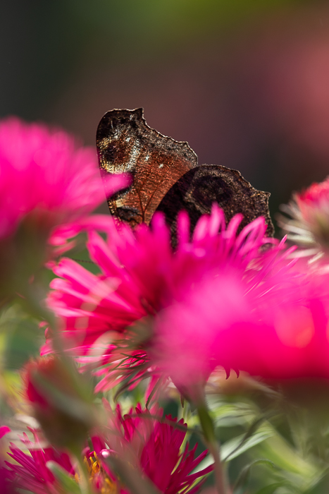 Botanical fine art photography with a contemporary artistic approach