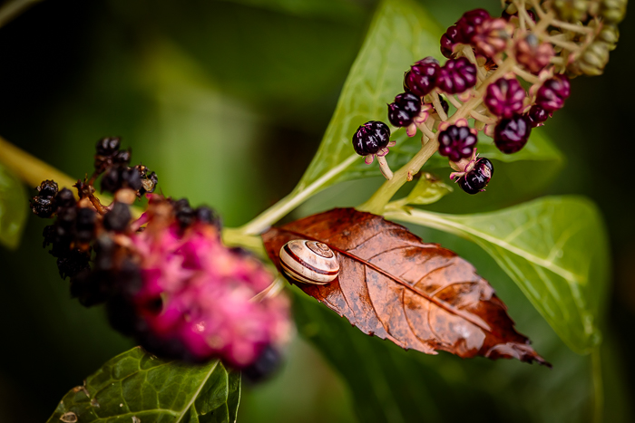 Botanical photography capturing a fleeting moment in nature
