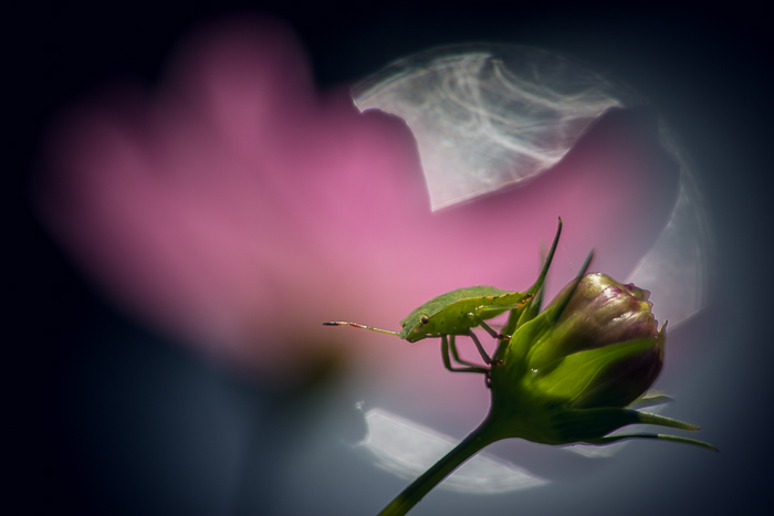 Contemporary nature fine art photography with organic forms