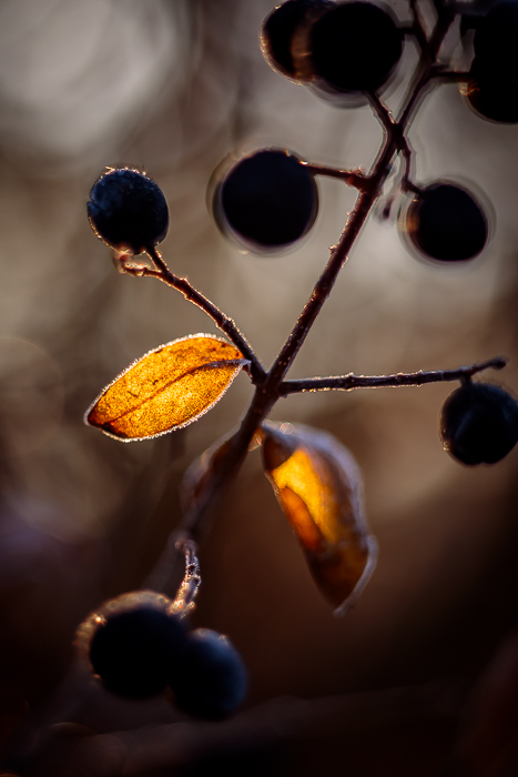 Botanical fine art photography inspired by natural patterns