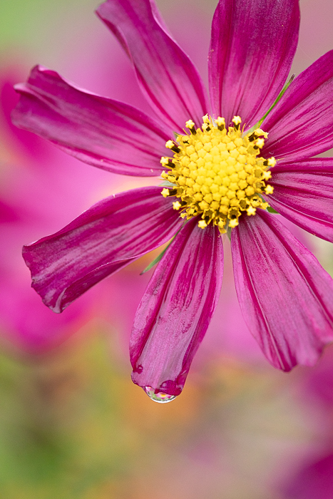 Nature photography inspired by slow living and visual awareness