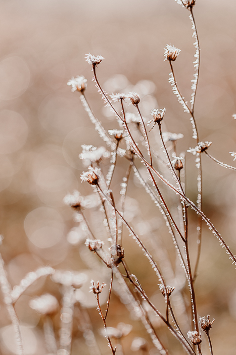 Abstract botanical fine art photography with a contemplative quality