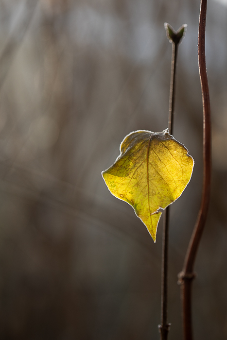 Nature photography focused on texture, form and subtle detail