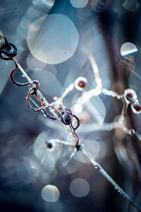 Nature fine art photography inspired by light and mindful observation