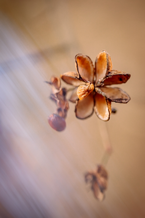 Fine art photography inspired by light, nature and contemplation