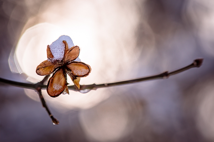 Abstract nature photography revealing unexpected natural beauty