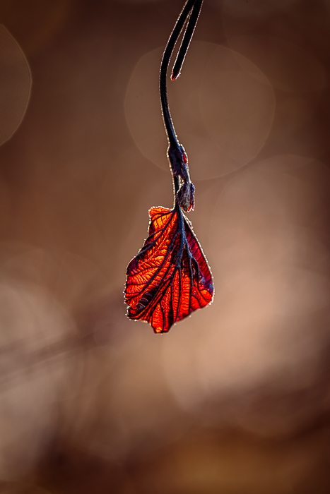 Nature-inspired fine art photography for mindful interiors