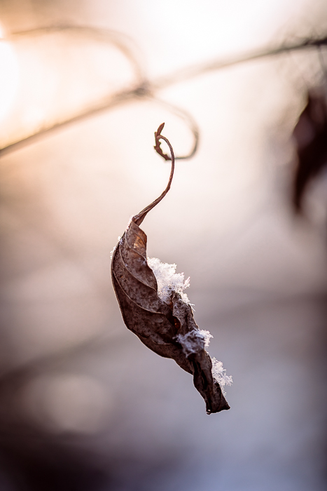 Light and nature captured in contemporary fine art photography