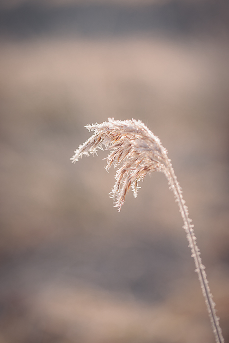 Fine art nature photography celebrating light, simplicity and beauty
