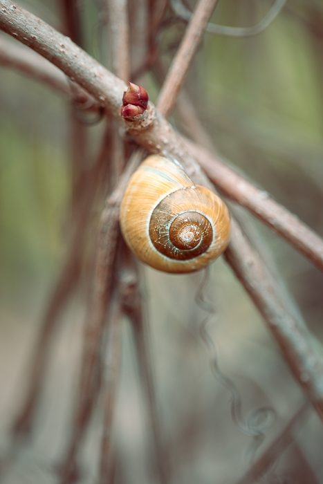 Fine art photography exploring beauty in simple natural forms
