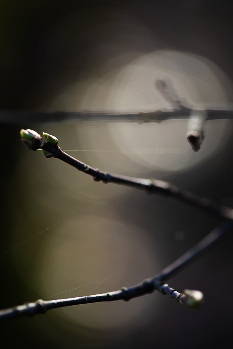 Abstract nature fine art photography with a minimalist composition
