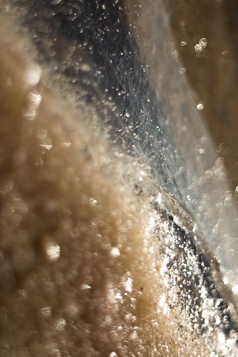 Abstract botanical photography focused on shape, light and texture