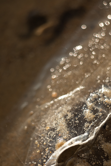Abstract botanical photography focused on shape, light and texture