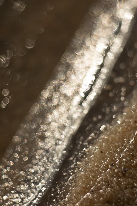 Abstract botanical photography focused on shape, light and texture