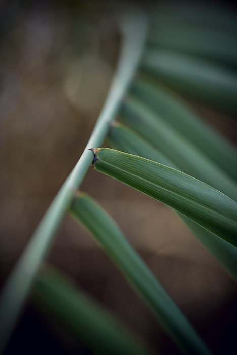 Botanical photography celebrating small details in nature