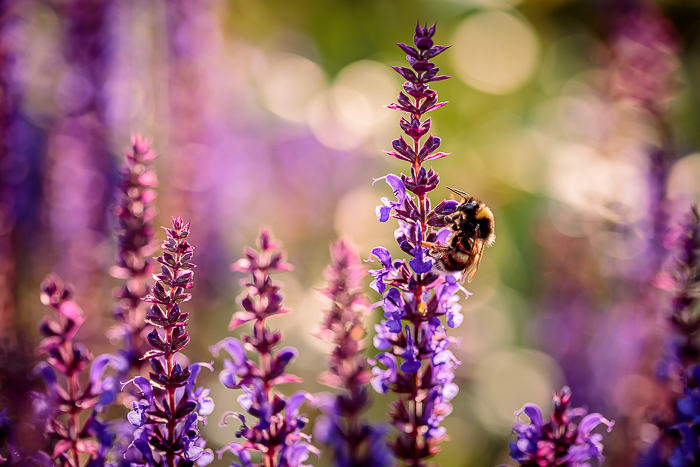 Botanical photography celebrating small details in nature