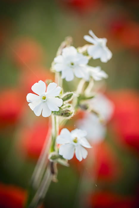 Abstract botanical photography focused on shape, light and texture