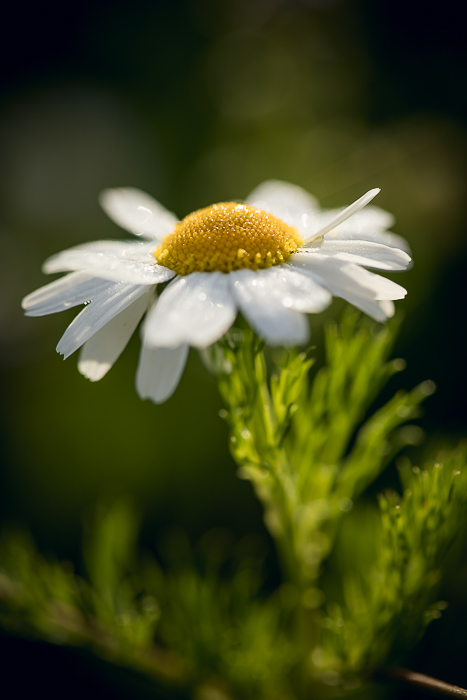 Fine art photography capturing an intimate detail of nature