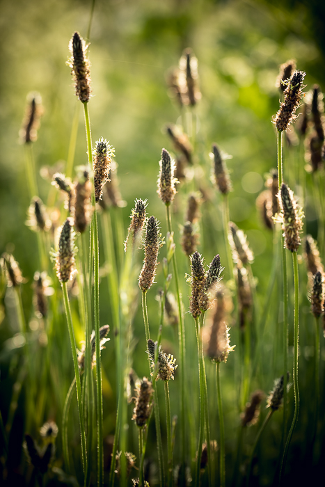 Nature photography exploring subtle colors and organic shapes
