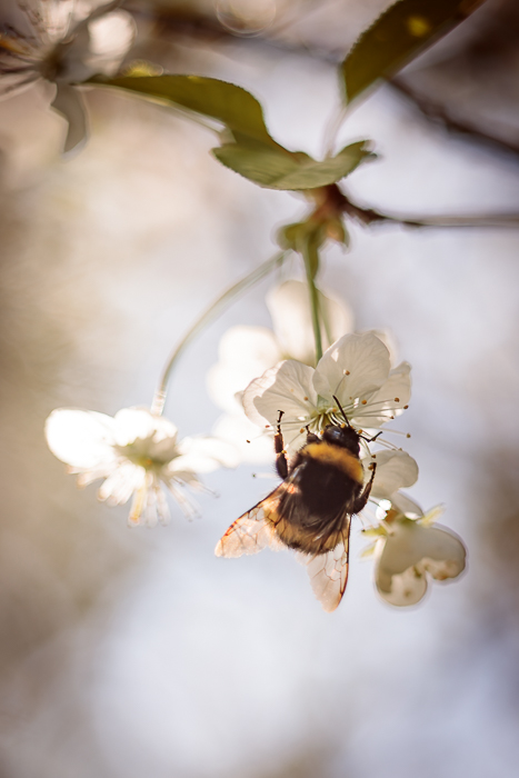 Botanical fine art image inspired by a moment of stillness