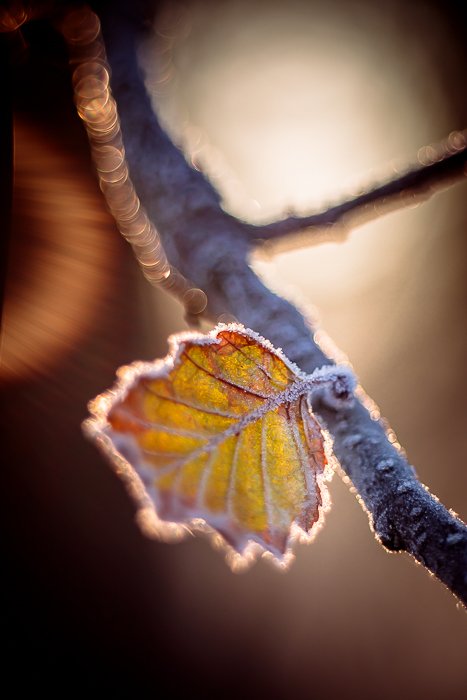 Fine art photography of light emerging from nature