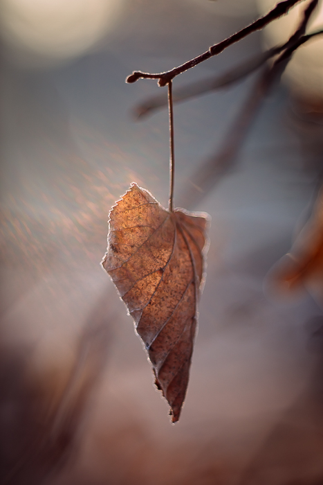 Contemporary fine art photography celebrating the beauty of nature
