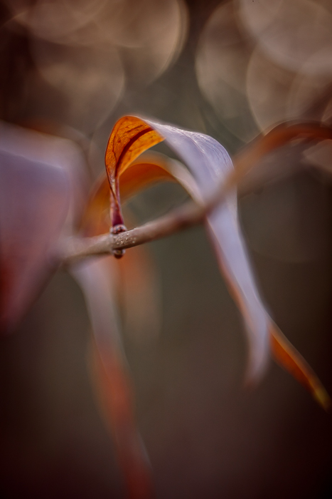 Abstract botanical wall art inspired by light and texture