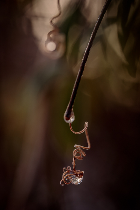Fine art nature photography with a contemplative mood
